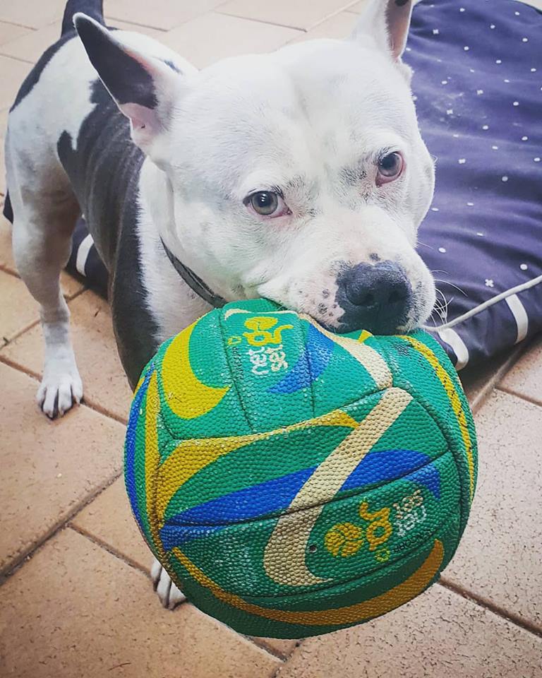 GREENLIFE Soft Grip Healthy Ceramic Nonstick, 16 pc Cookware Pots