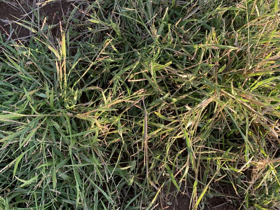 ELEGANT COMFORT Luxury Egyptian Soft 1500 Premium Hotel Quality Wrinkle Res