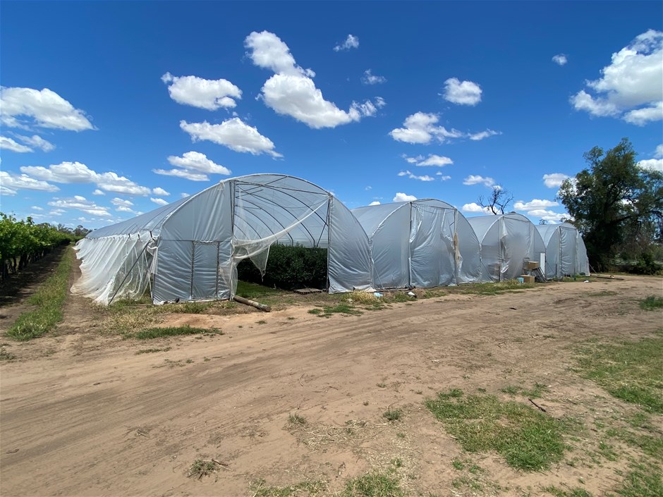 Commercial Greenhouses Auction (01597041750) Grays Australia