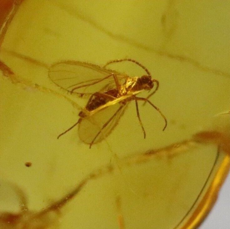EOCENE PERIOD AMBER WITH FOSSILISED PREHISTORIC INSECTS 