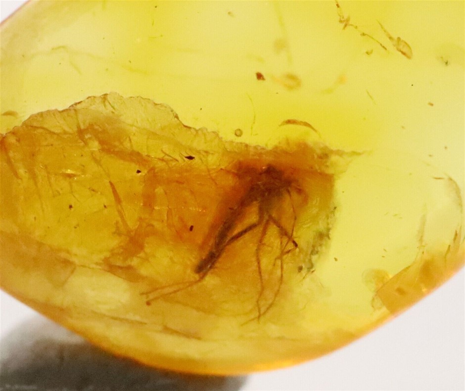 Eocene Period Amber with Fossilised Prehistoric Insects