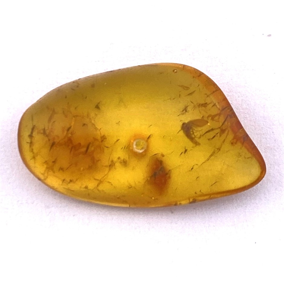 No Reserve 45-Million-Year-Old Amber Fossilised Prehistoric