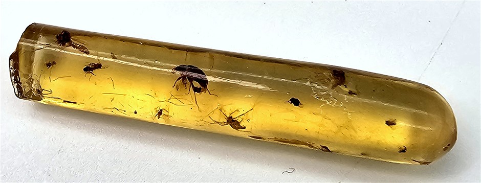 Paleontologists 3-Mill-Year-Old Insect Filled Amber Fossil
