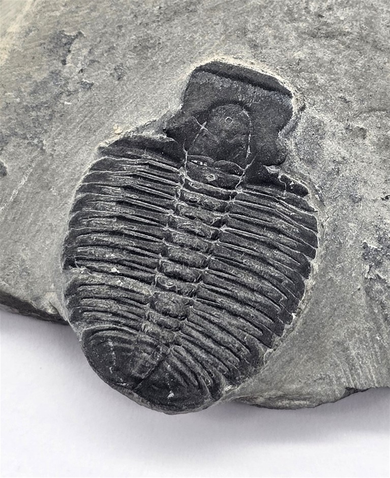 No Reserve 500 Million-Year-Old Trilobite Fossils
