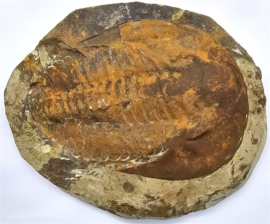 No Reserve Monumental 400-Million-Year-Old Trilobite Fossil