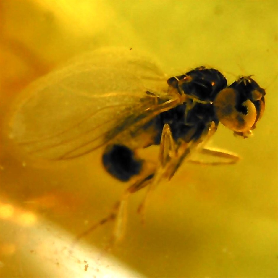 No Reserve Fossilised Baltic Amber With Prehistoric Insects