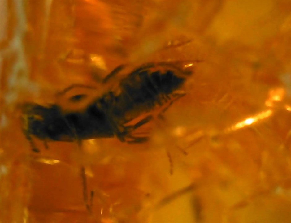 No Reserve 3-Million-Year-Old Prehistoric Insect Amber