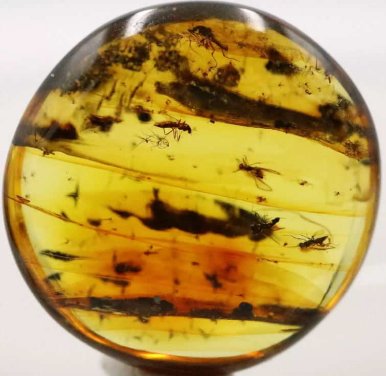 3 MILLION YEAR OLD SWARM OF INSECTS TRAPPED IN AMBER Auction (0001 ...
