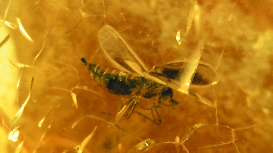 No Reserve 3-Million-Year-Old Prehistoric Insect