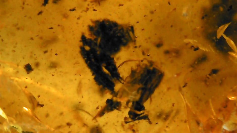 3 MILLION YEAR OLD PIECE OF AMBER FILLED WITH A PREHISTORIC PLANT ...