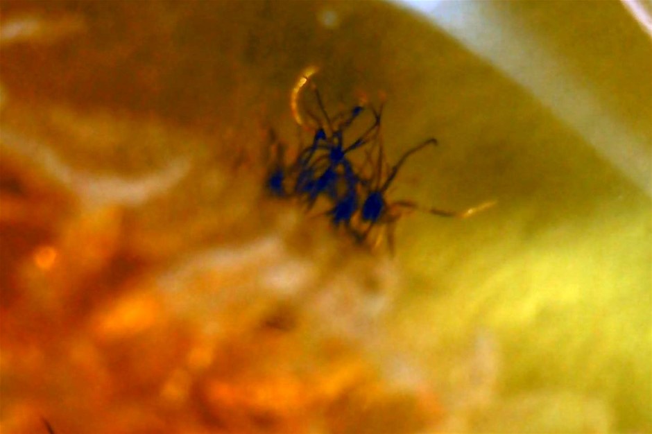 No Reserve 3-Million-Year-Old Prehistoric Insect Filled