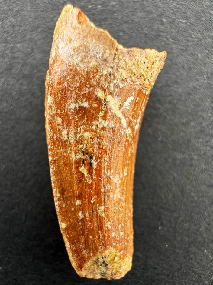 99-93.5-Million-Year-Old Spinosaurus Dinosaur Tooth Fossil