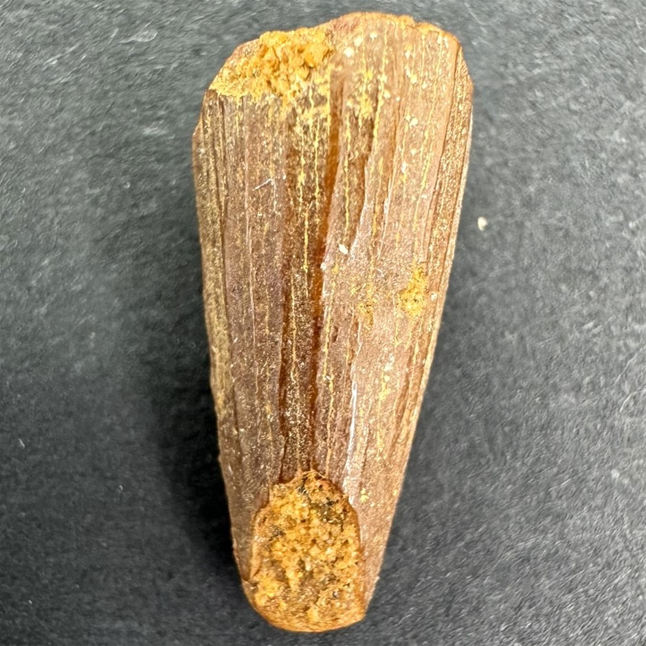 No Reserve 100-Million-Year-Old Spinosaurus Dinosaur Tooth