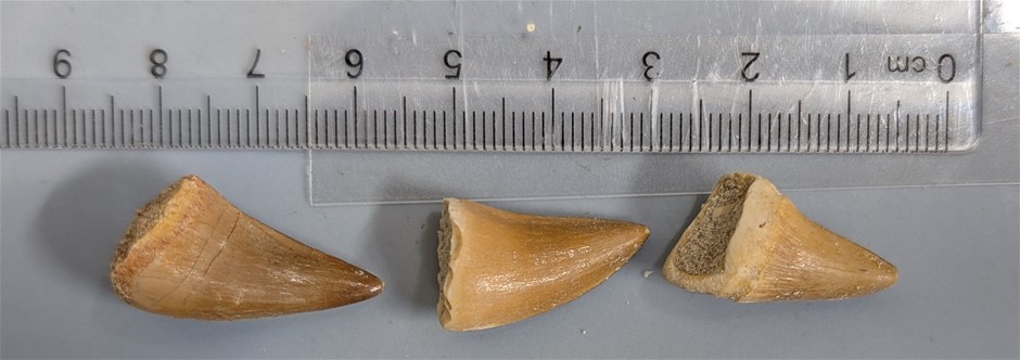 Three 70 Million year old Fossil MOSASAUR Teeth from Morocco