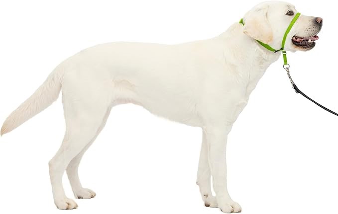 PETSAFE Gentle Leader Headcollar, No-Pull Dog Collar, Apple Green, Large.
