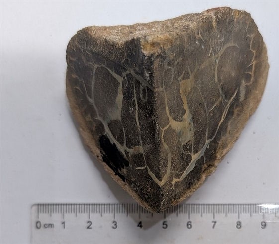 217 Gram Queensland BOULDER OPAL Rough