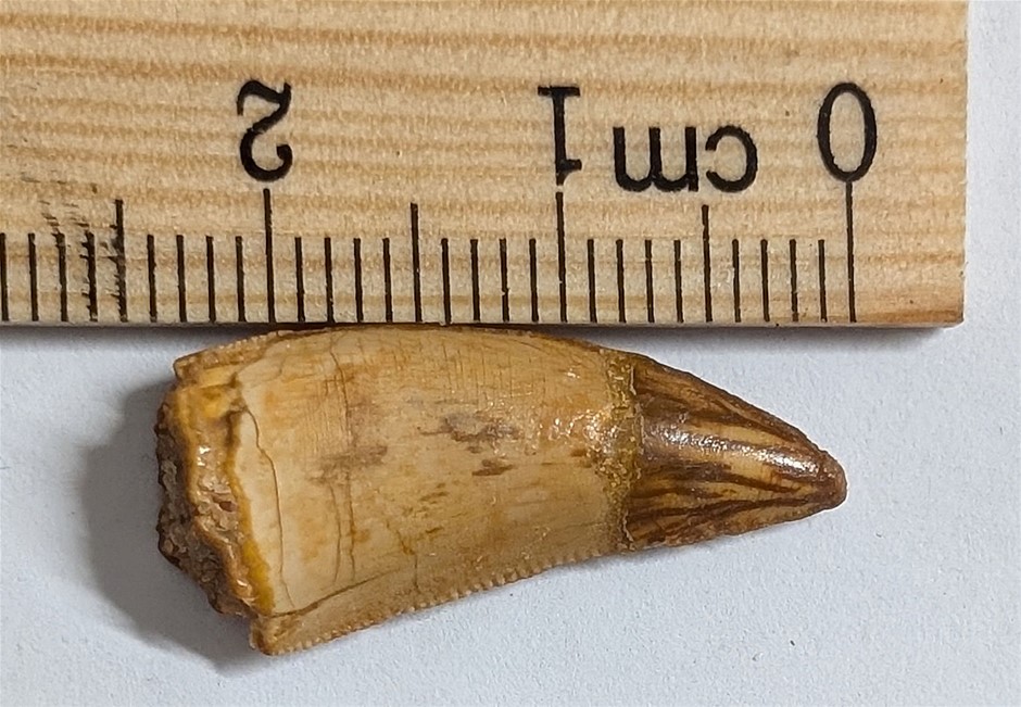 100 Million Year Old Theropod Carnivore Dinosaur Raptor Tooth Fossil
