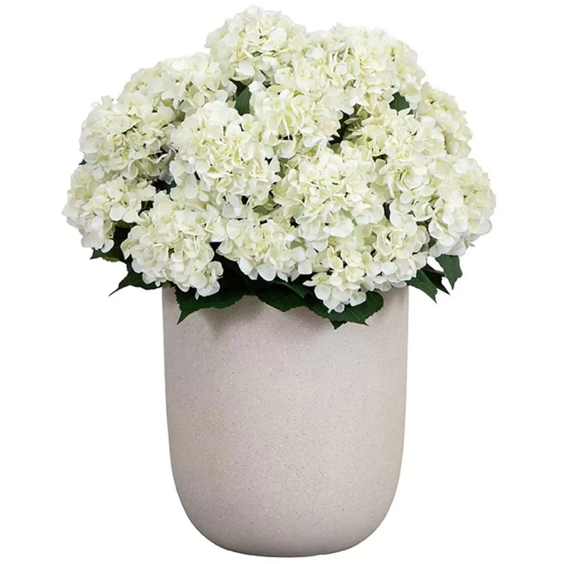 NEARLY NATURAL Artificial Hydrangea Floor Plant. NB: Damaged box.