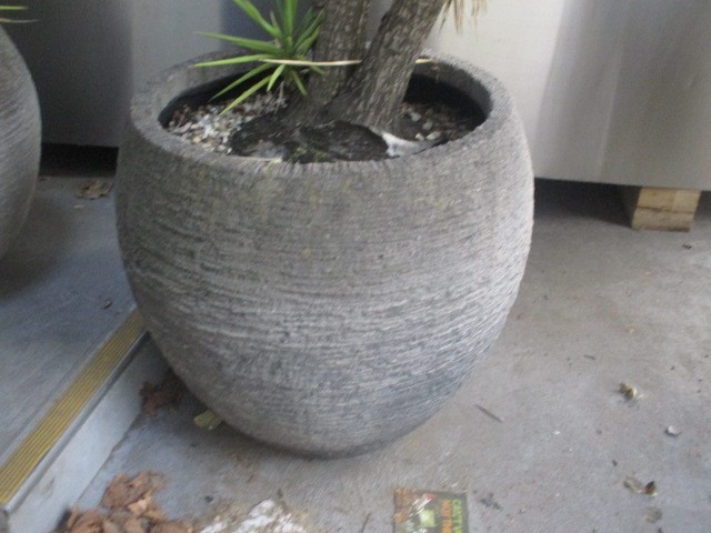 2 x Concrete Planter Pots with Dragon Trees