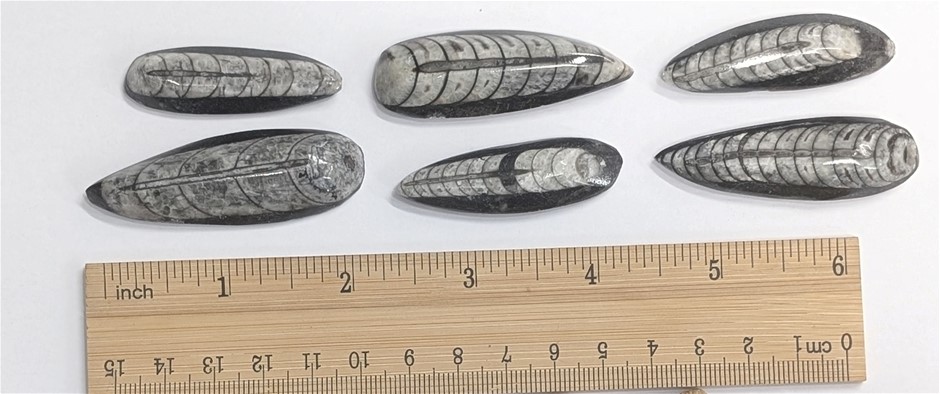 Six 400 Million year old ORTHOCERAS Fossils from Morocco