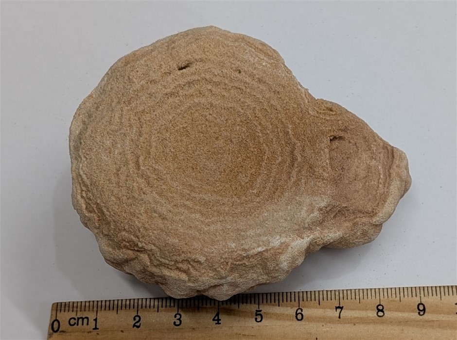 600 Million to 3.5 Billion Year Old STOMATOLITE - The worlds oldest FOSSIL