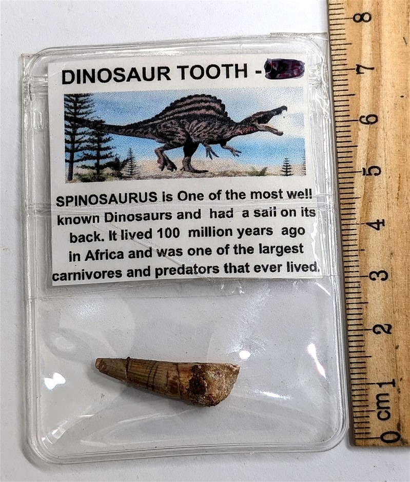 100 Million year old Spinosaurus DINOSAUR Tooth fossil from morocco