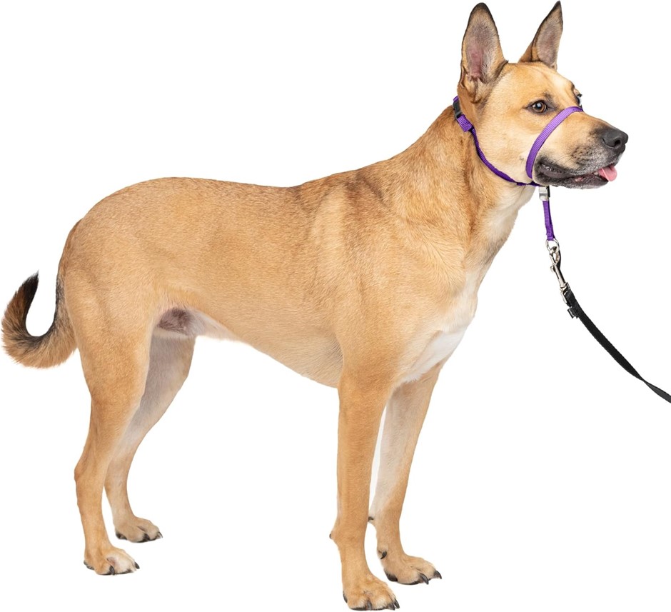 2 X PETSAFE Gentle Leader Headcollar, No-Pull Dog Collar, Deep Purple, Medi