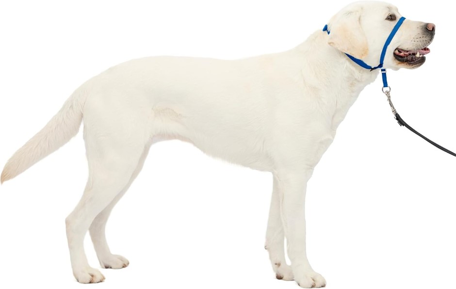 6 x PETSAFE Gentle Leader Headcollar, Large, Royal Blue