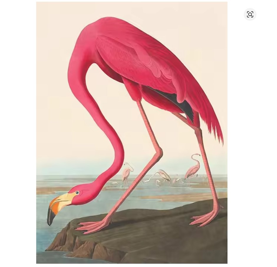 "American Flamingo" Canvas Print