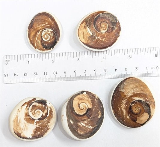 Five Trapdoor Snail Gastropod Fossil Lot From Madagascar
