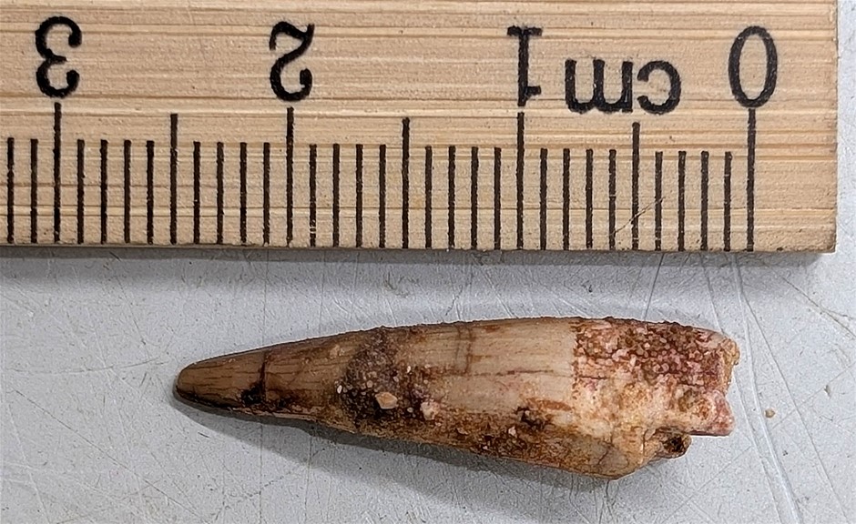 100 Million Year Old Spinosaurus Dinosaur Tooth Fossil From Morocco