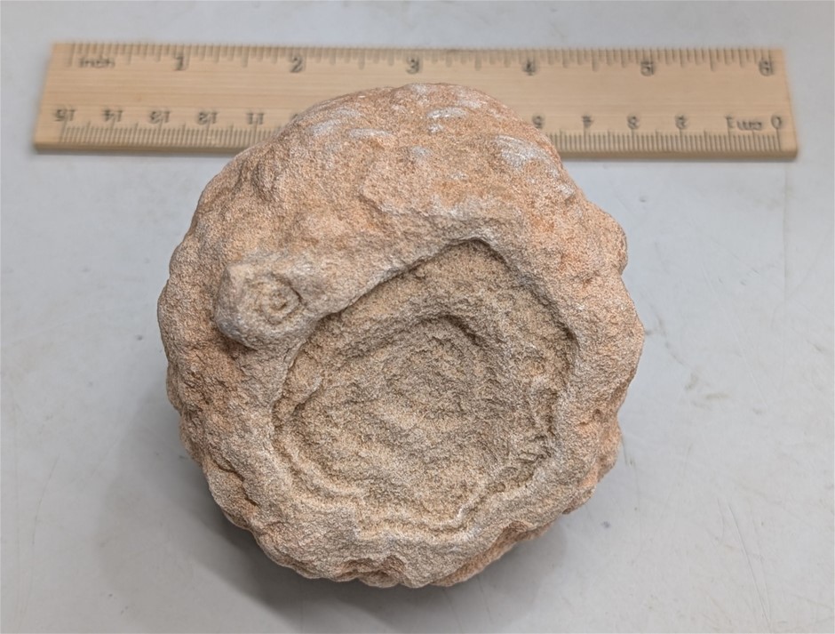 600 Million To 3.5 Billion Year Stromatolite -\Worlds Oldest Fossil Morocco