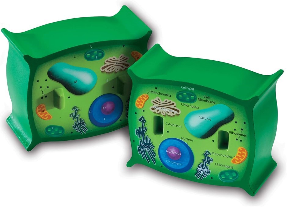 2 X Learning Resources Cross-Section Plant Cell Model, Plant Anatomy, Scien