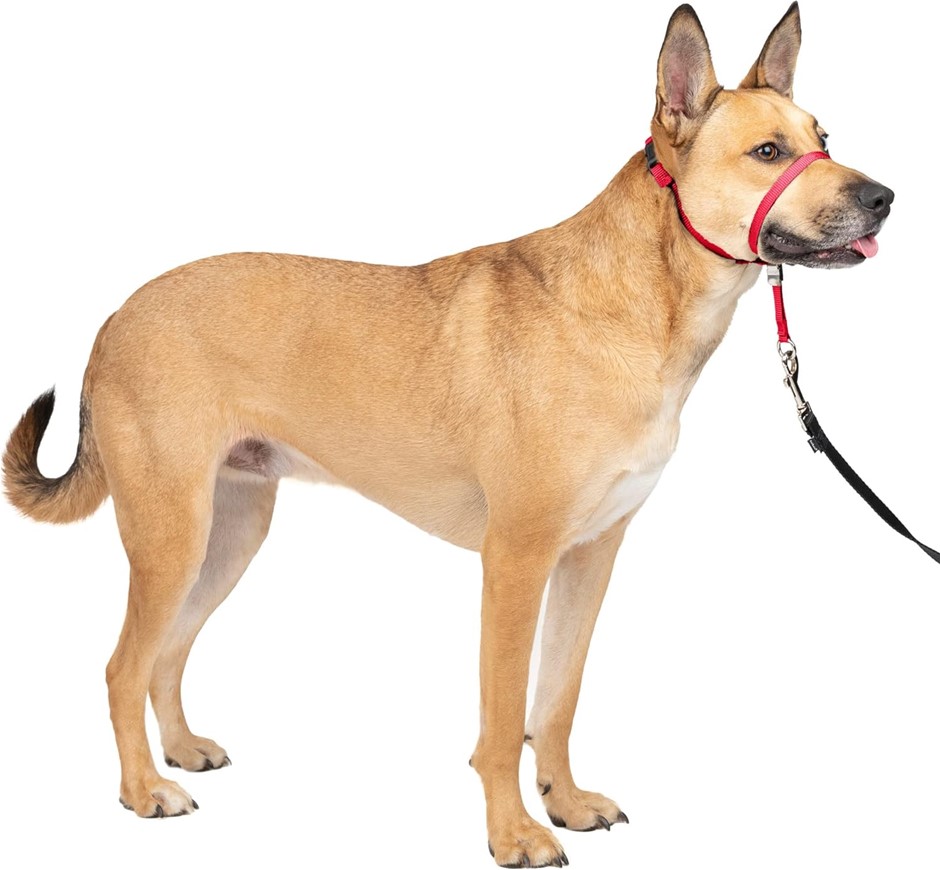 PETSAFE Gentle Leader No-Pull Dog Headcollar, Size Medium, Red. Buyers Not
