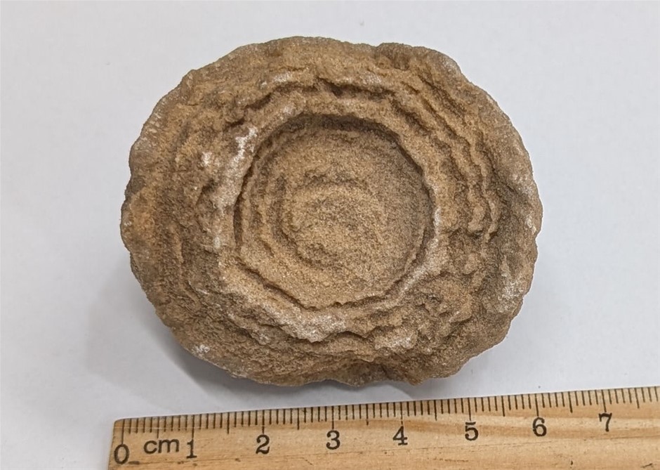 600 Million to 3.5 Billion Year Old STOMATOLITE