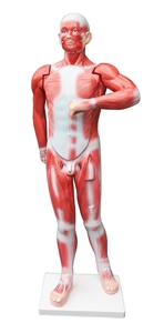 Human Anatomical Muscular Model Muscle S