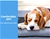 PaWz Pet Bed Heavy Duty Frame Hammock Bolster Trampoline Dog Puppy Mesh L