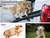 Pet Stairs Dog Ramp Ramps Foldable Ladder Steps Stair Portable Car Step