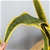 SOGA 2X 70cm Artificial Indoor Yellow Edge Tiger Piran Fake Tree Flower Pot